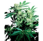 Semillas Skunk Kush